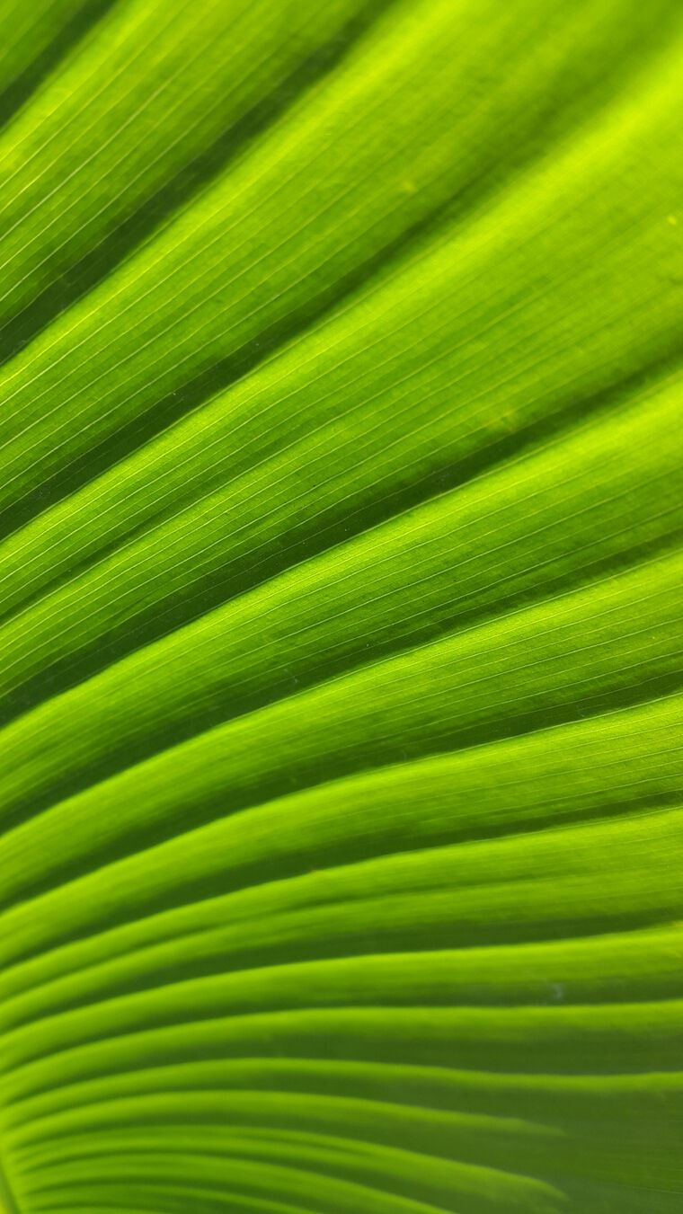 Photo Wallpapers Green leaf