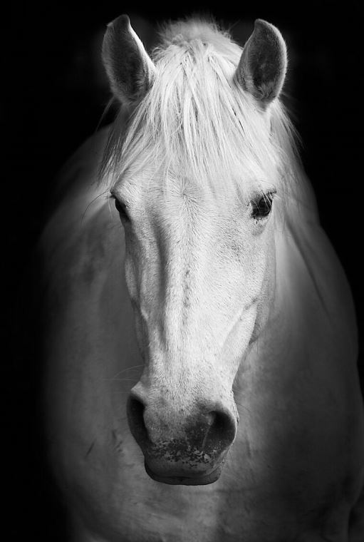 Картины Black and white portrait horse