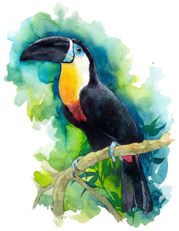 Картины Toucan watercolor