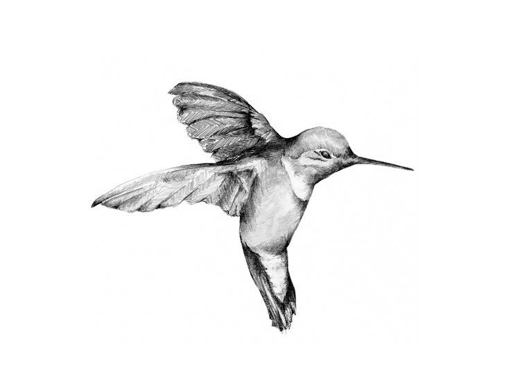 Картины Hummingbird graphics