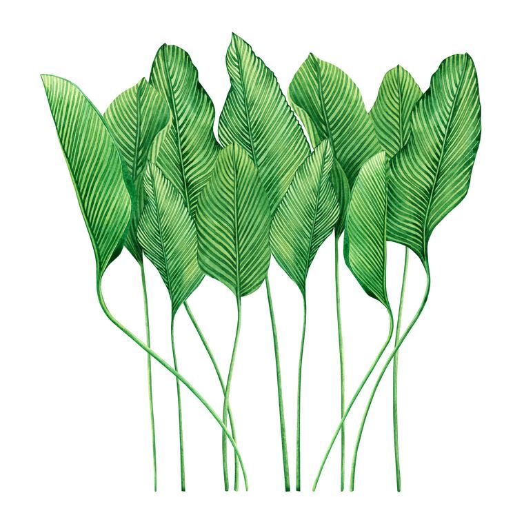 Купить и печать на заказ Репродукции картин Тропические листья акварель