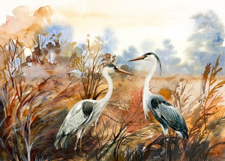 Картины A pair of herons watercolor