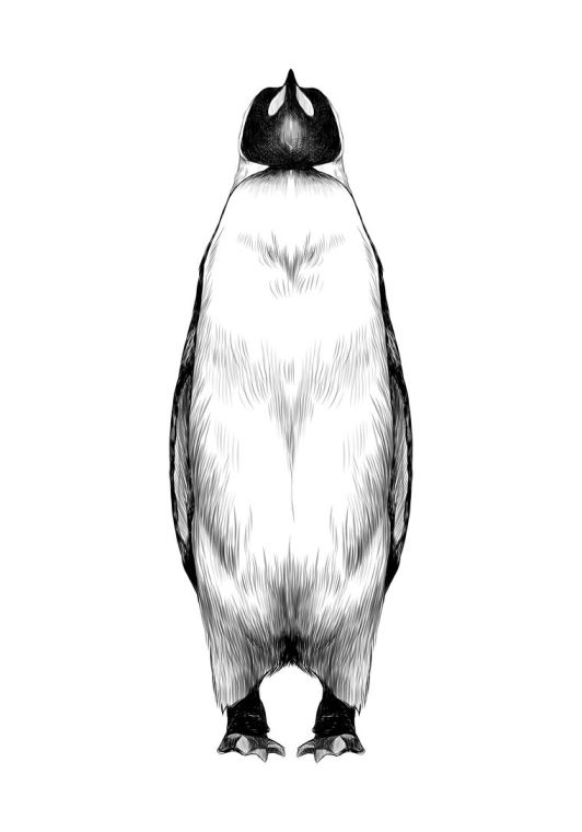 Купить и печать на заказ Репродукции картин Арт пингвин графика