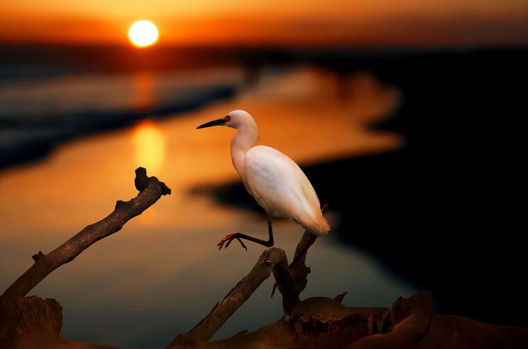 Картины Heron at sunset