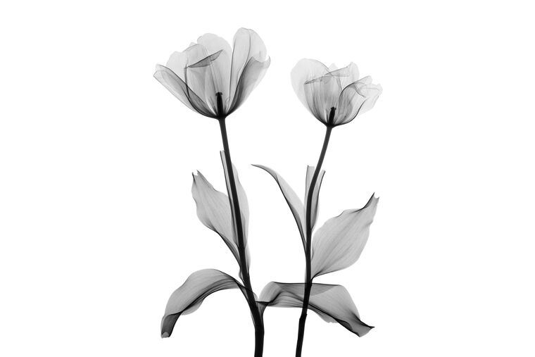 Купить и печать на заказ Репродукции картин Два прозрачных тюльпана