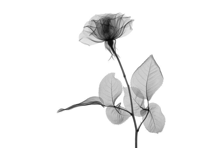 Купить и печать на заказ Репродукции картин Прозрачная роза в оттенках серого