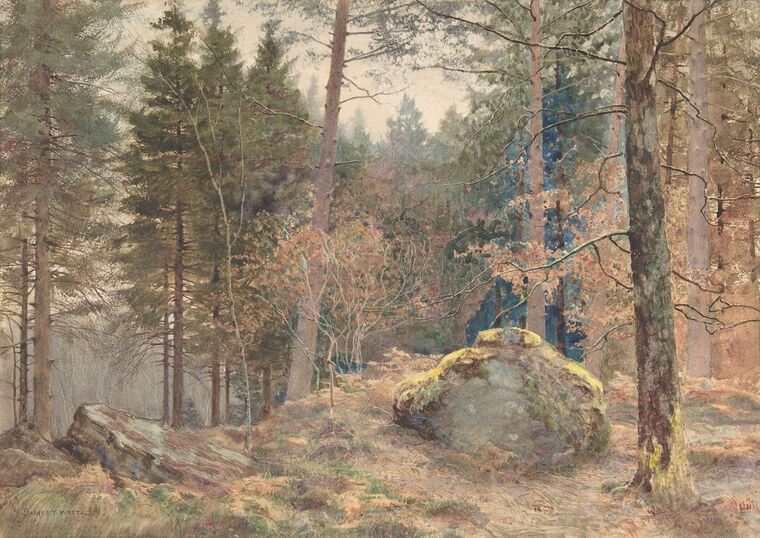 Reproduction paintings Pine forest, watercolor (James Thomas watts)