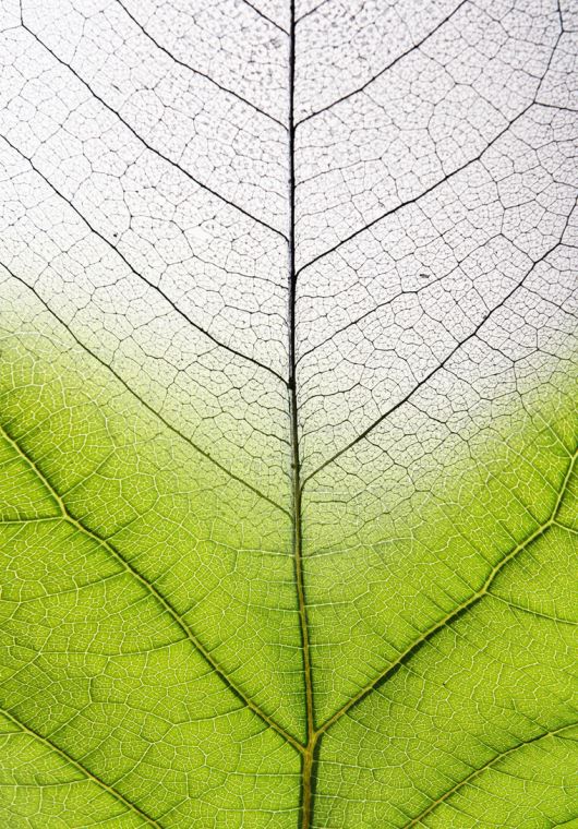 Картины Series green leaf macro съемка_2