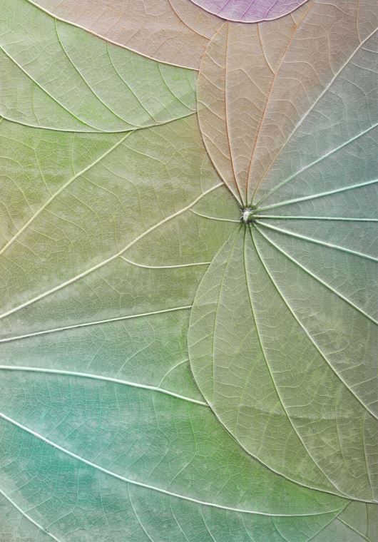 Картины Series green leaf macro съемка_4