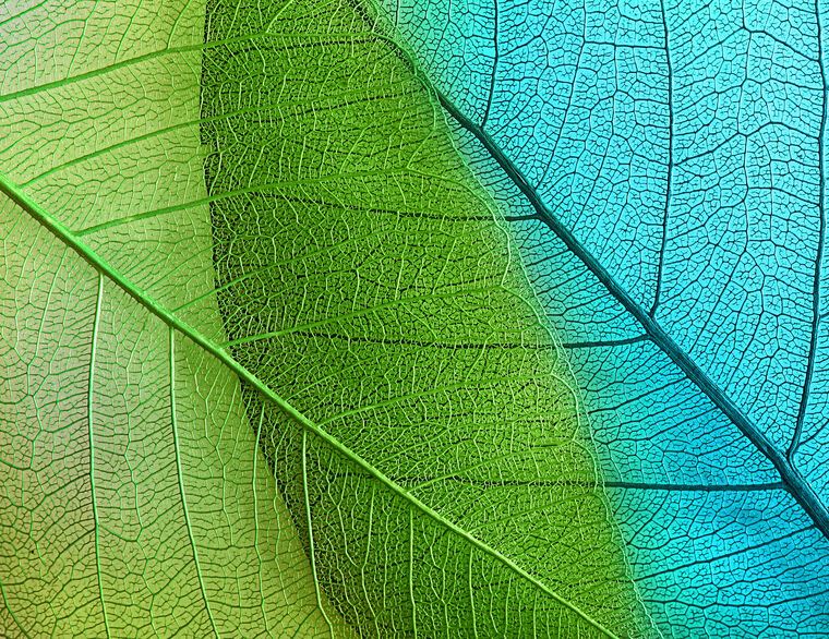 Картины Series green leaf macro съемка_5