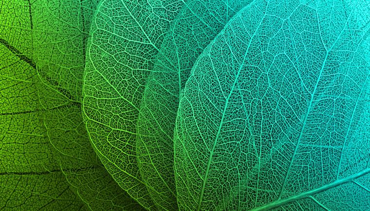Картины Series green leaf macro съемка_7
