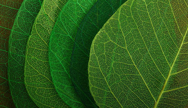 Картины Series green leaf macro съемка_8