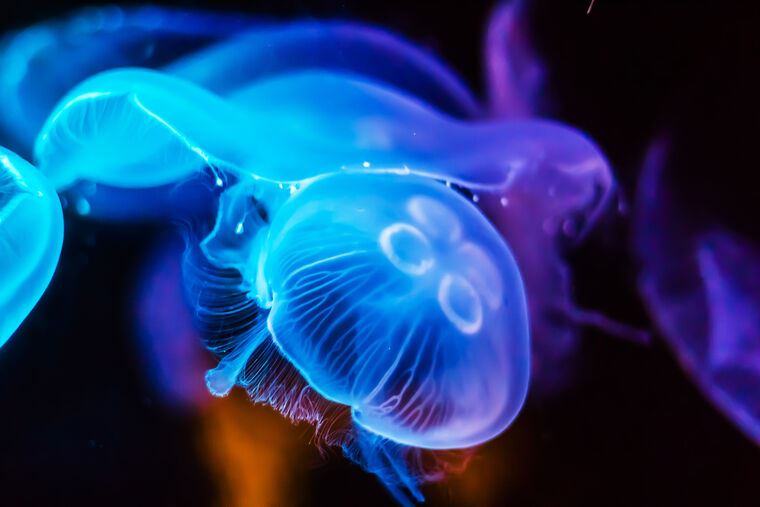 Картины Photo of jellyfish