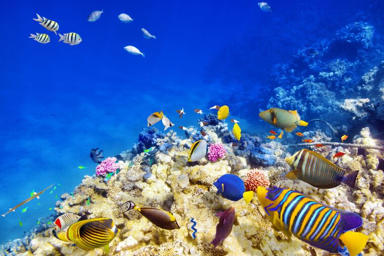 Репродукции картин Underwater world with corals and fish