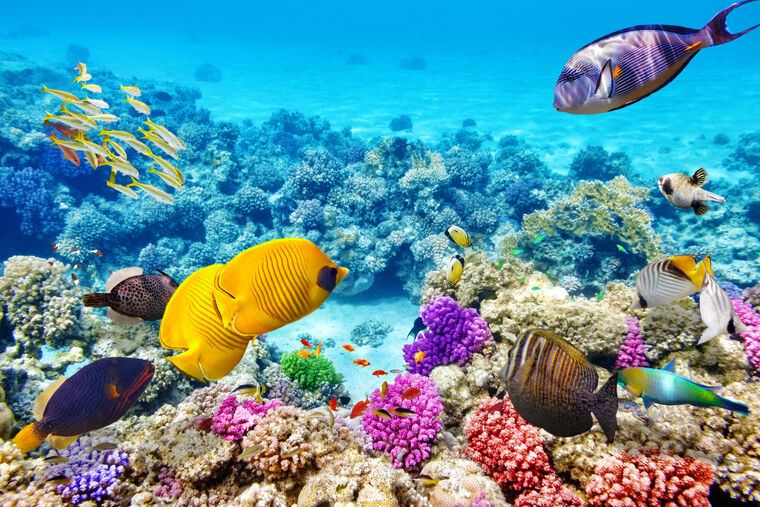 Репродукции картин Underwater world with fish and coral