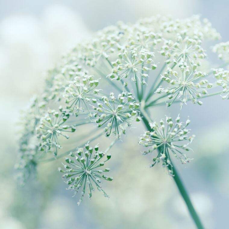 Reproduction paintings Blooming dill