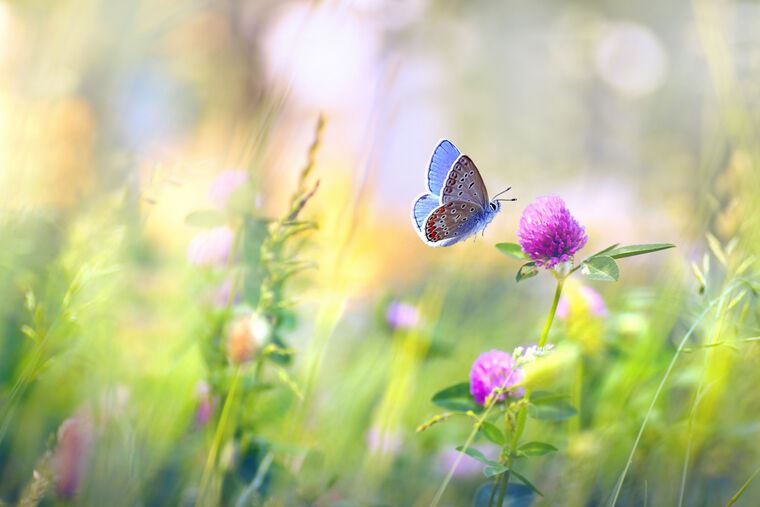 Репродукции картин Butterfly and clover