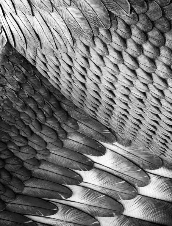 Купить и печать на заказ Репродукции картин Сова крыло