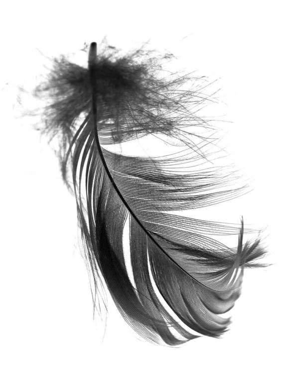 Купить и печать на заказ Репродукции картин Перо