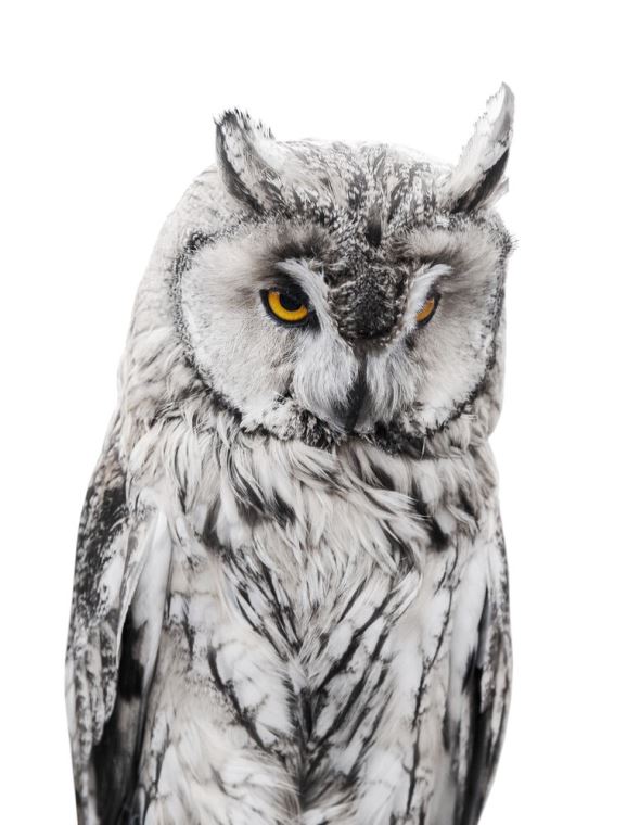 Paintings Owl