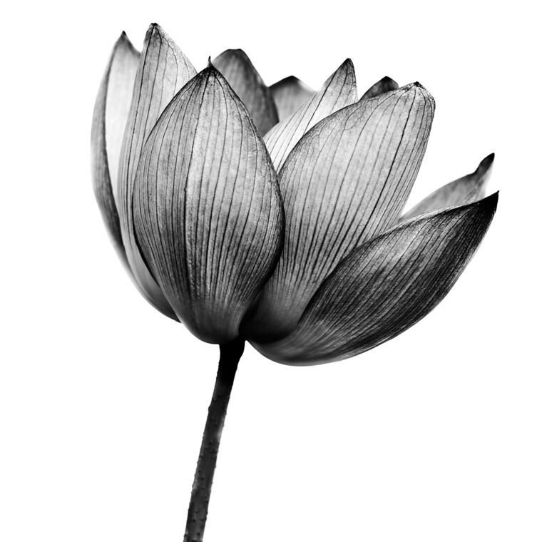Купить и печать на заказ Картины Цветок черно-белое фото - Карандаш