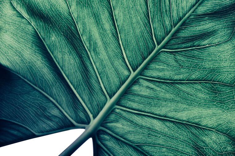 Картины Texture of palm leaf