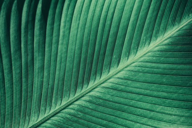 Картины The texture of the leaf of a tropical plant