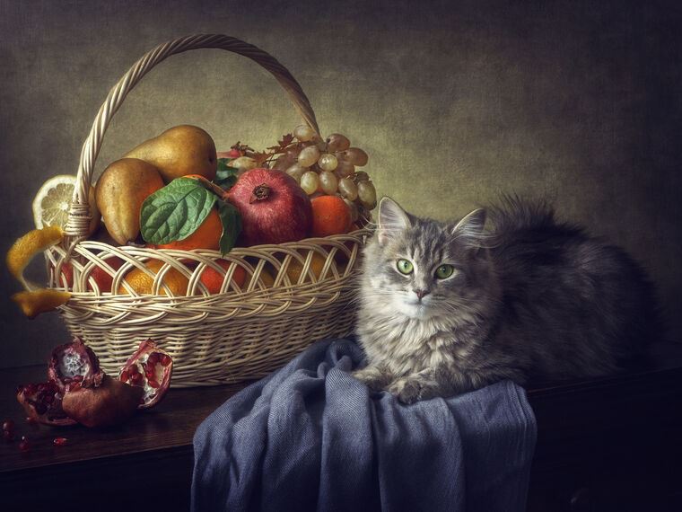 Репродукции картин Still life with cat