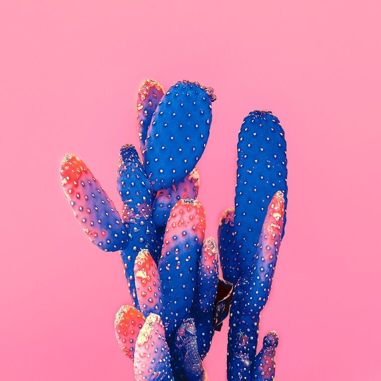 Paintings Cactus on pink background