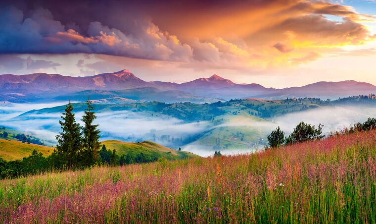 Картины Foggy summer sunrise in the Carpathian mountains