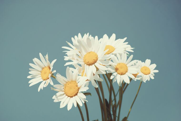Paintings Daisies on blue sky background