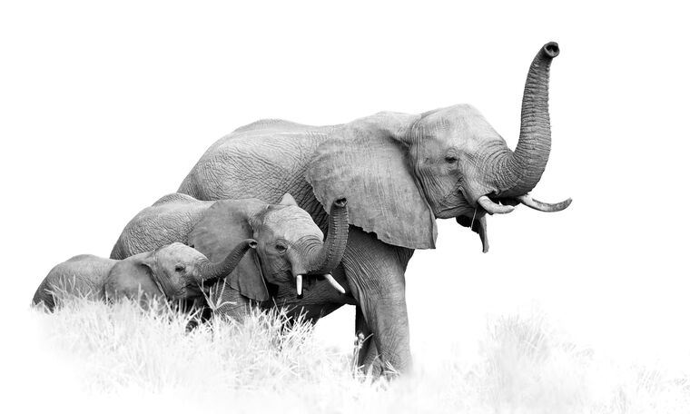 Купить и печать на заказ Репродукции картин Фото африканских слонов