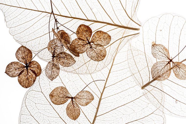 Репродукции картин Dry flowers closeup