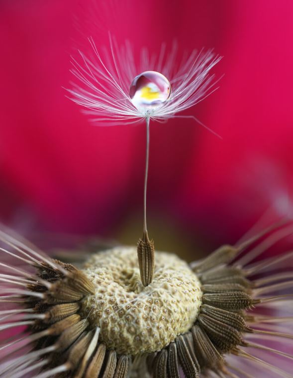 Reproduction paintings The seed of a dandelion in macro photography