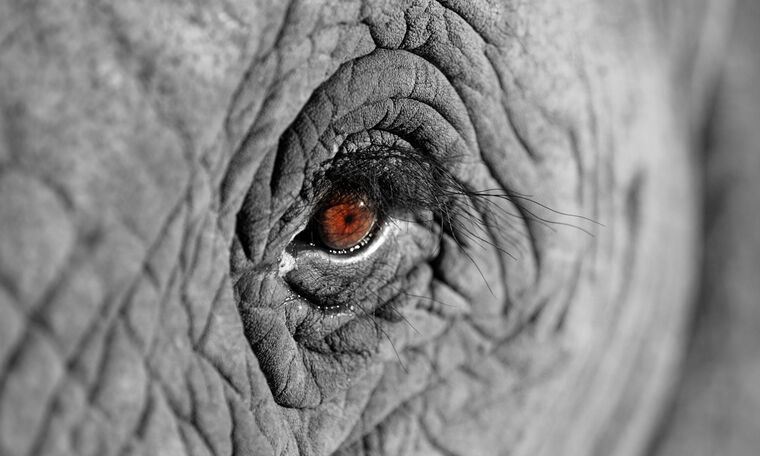 Купить и печать на заказ Репродукции картин Взгляд африканского слона