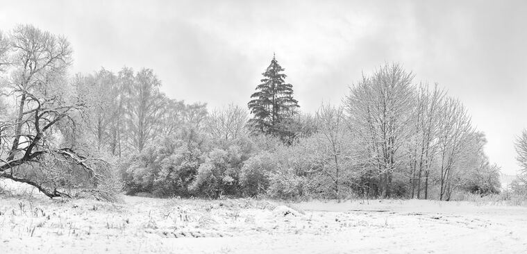 Фотообои Одинокие заснеженные деревья в поле