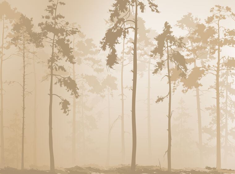 Фотообои Воздушный лес