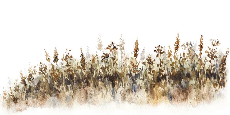 Репродукции картин Field plants watercolor