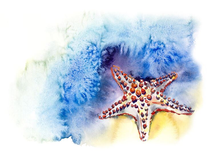 Купить и печать на заказ Репродукции картин Акварельная иллюстрация морская звезда