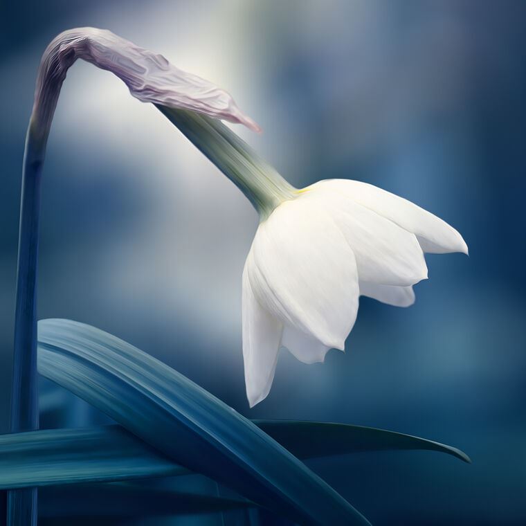 Репродукции картин Delicate Narcissus on blue background