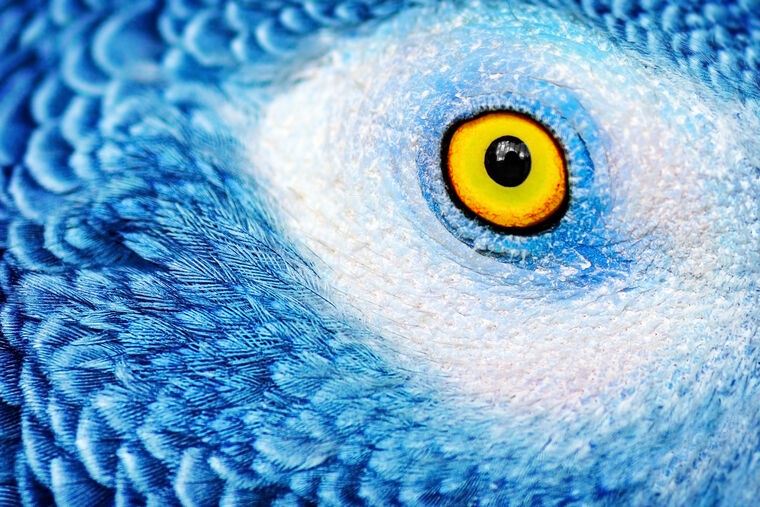 Reproduction paintings The eye of the parrot photo