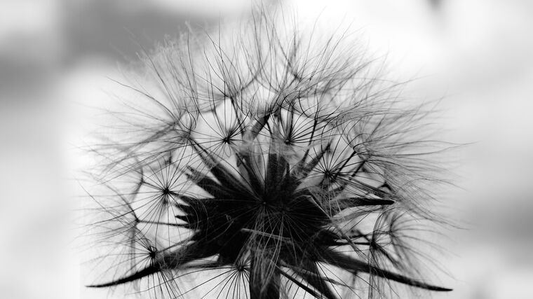 Репродукции картин Black-and-white photo of a dandelion