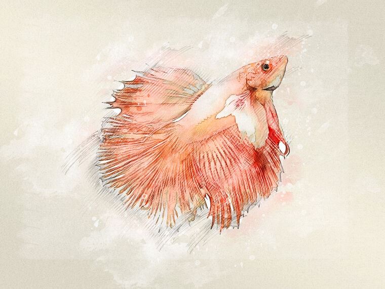 Купить и печать на заказ Репродукции картин Бойцовая рыбка