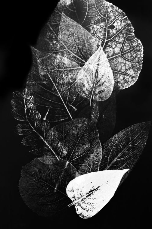 Paintings Monochrome prints of leaves