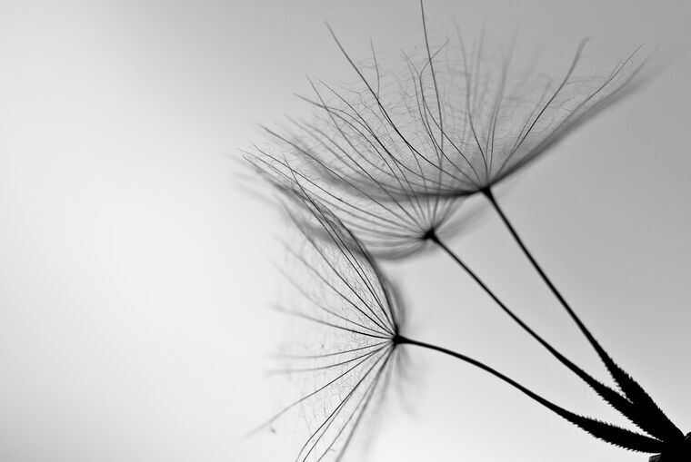 Paintings Dandelion on gray background