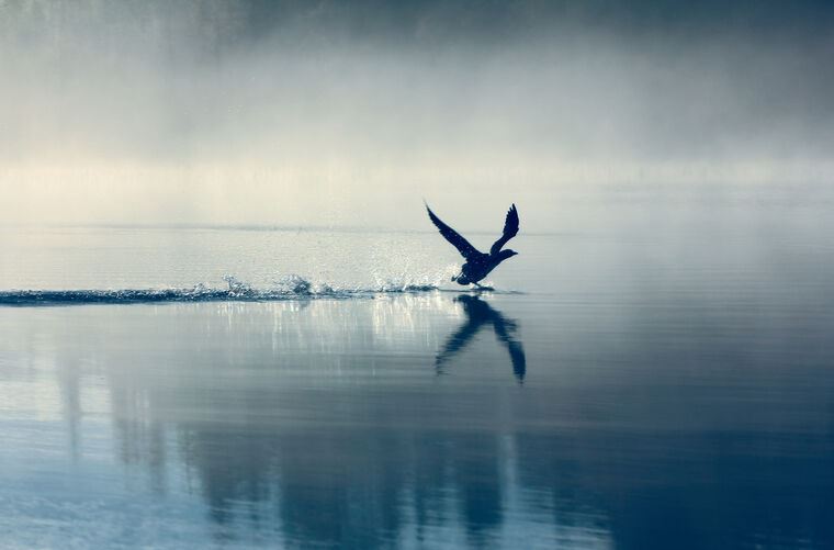 Репродукции картин A bird over water on a misty morning