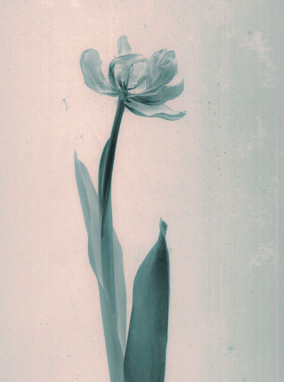Купить и печать на заказ Репродукции картин Стиль дагеротипа тюльпан