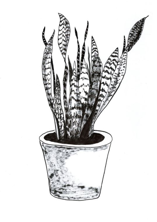Купить и печать на заказ Картины Sansevieria trifasciata растение рисованный стиль