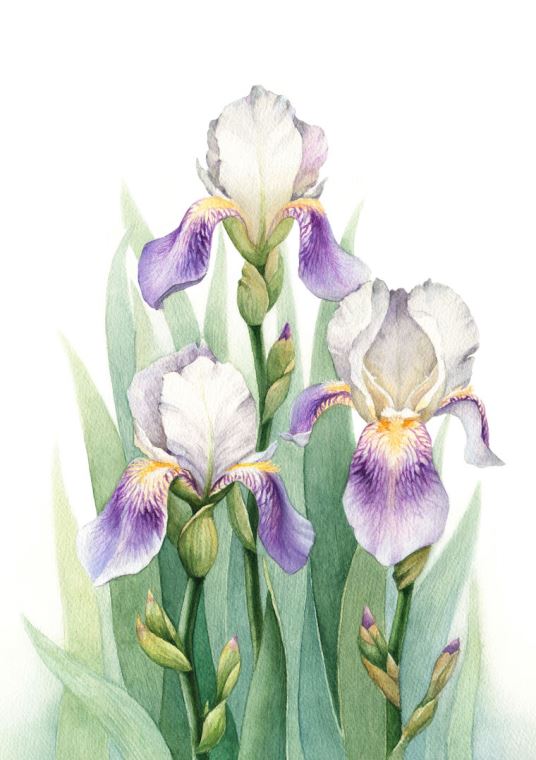 Картины Irises watercolor painting