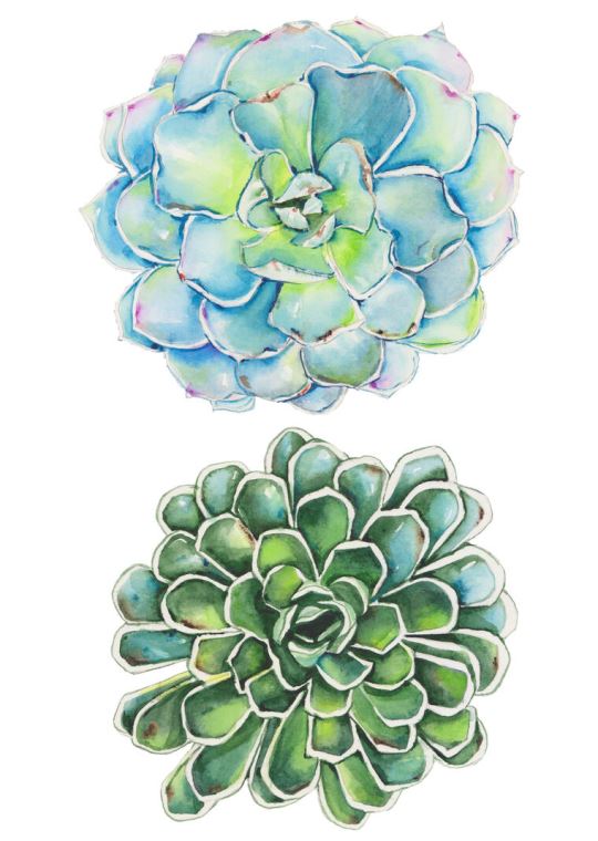 Paintings Succulents on white background